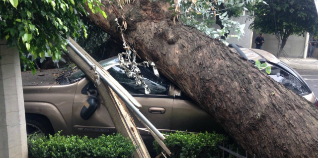 Se cae árbol sobre auto